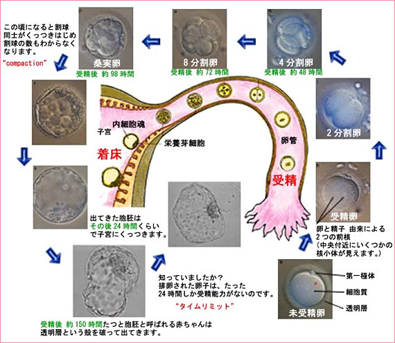 妊娠超初期症状はいつから始まる？分かりやすく徹底解説！